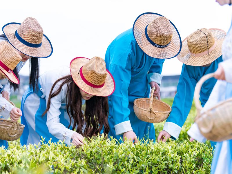 关于探索东方头茶的密码–沪枫茶园海尔冰箱冷柜开采节正式启动的新闻(6)