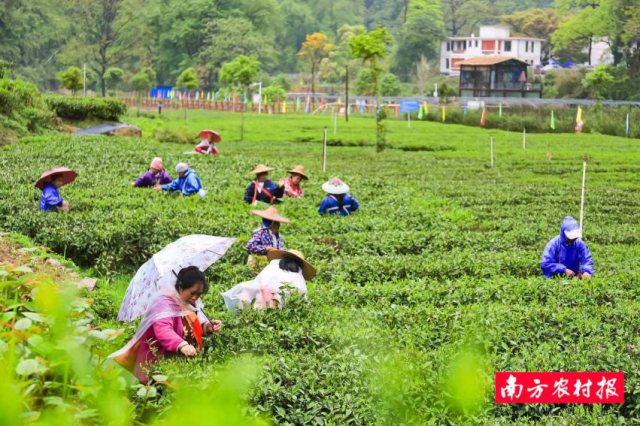 有关于以“园”赋能，连南大叶茶产业跑出高质量发展“加速度”的资讯