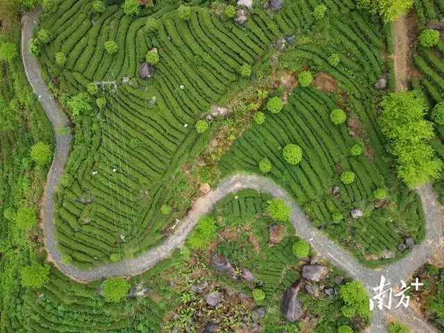 有关于以“园”赋能，连南大叶茶产业跑出高质量发展“加速度”的资讯(3)