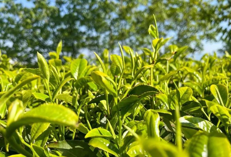 关于临沧马鞍山上茶人事的最新消息(2)