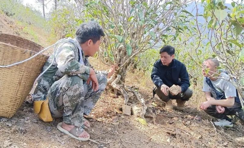 关于临沧马鞍山上茶人事的最新消息(4)