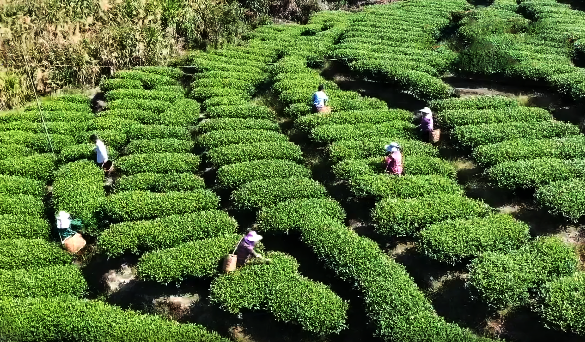 关于福安松罗：立足好生态 做大茶产业的最新消息