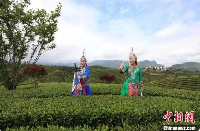 有关于浙西南“中国名茶之乡”聚焦茶科技 念好“绿叶”共富经的内容(2)