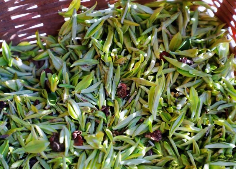 关于翁溪村：一片叶子“撬动”乡村振兴的信息(2)