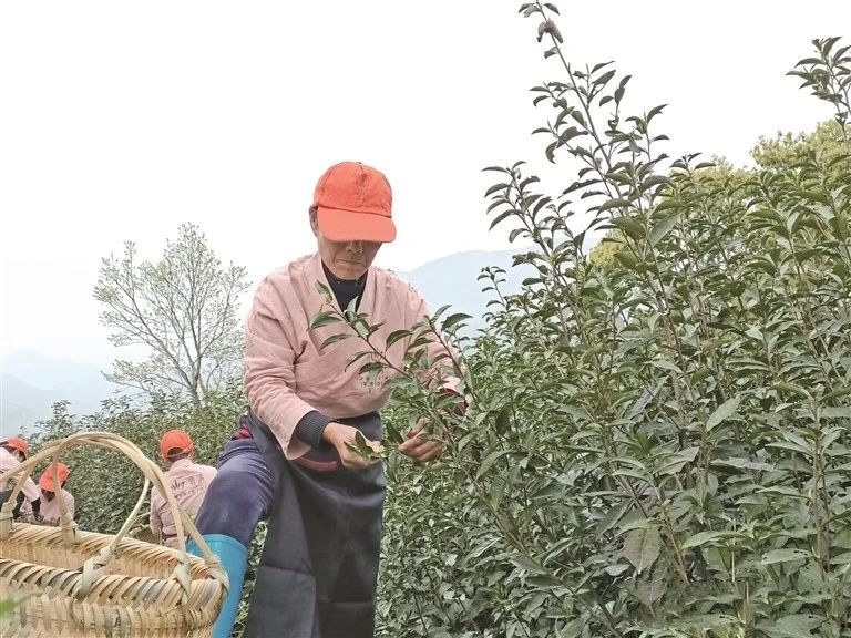 关于翁溪村：一片叶子“撬动”乡村振兴的信息