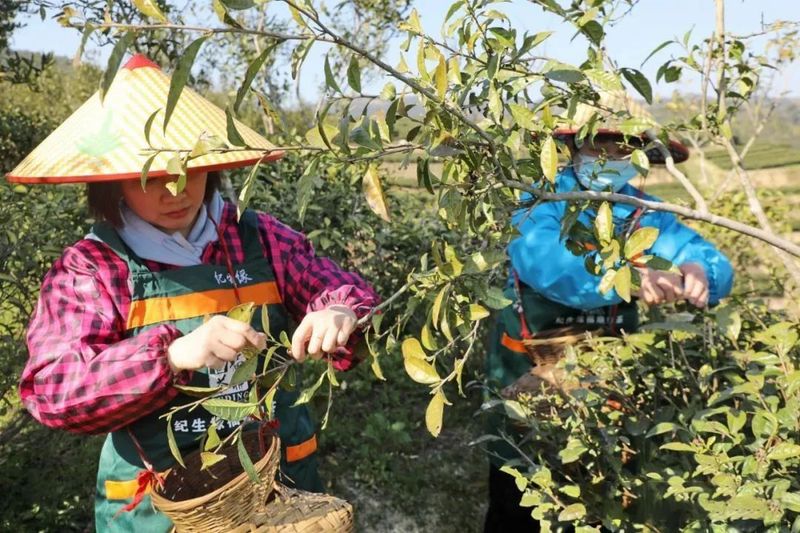 关于翁溪村：一片叶子“撬动”乡村振兴的信息(1)