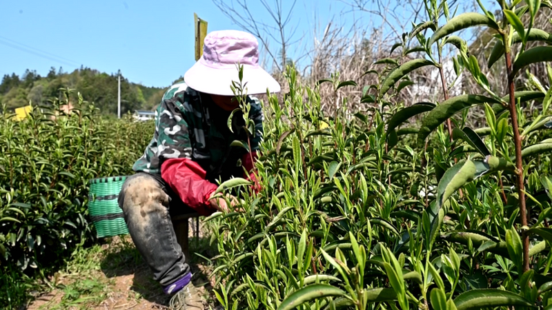 有关于祁山镇  茶园春意浓 茶农采茶忙的信息(2)