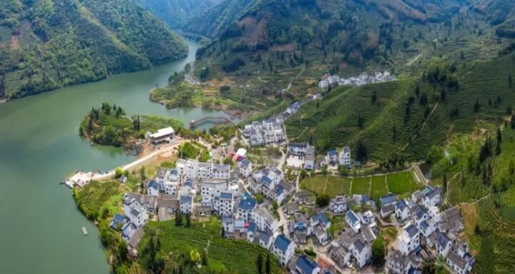 关于太平猴魁：曾被当作“梅干菜”，现成4000元一斤的“金叶子”的资讯(8)