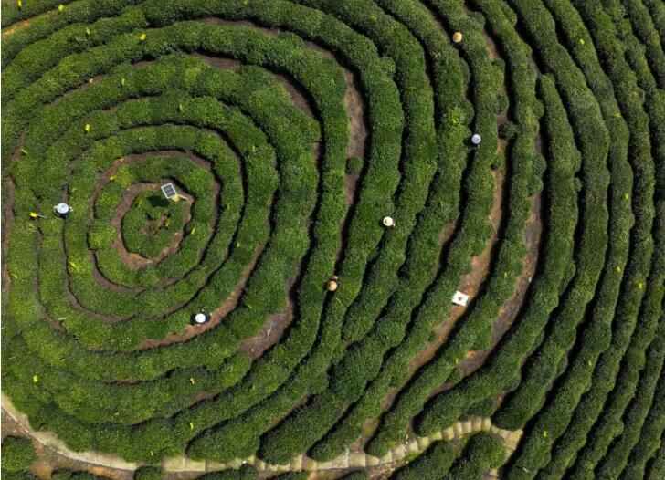 关于太平猴魁：曾被当作“梅干菜”，现成4000元一斤的“金叶子”的资讯(7)