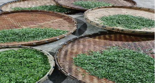 关于贵州岗度镇：以茶为“媒” 谋出“振兴路”的新闻(1)