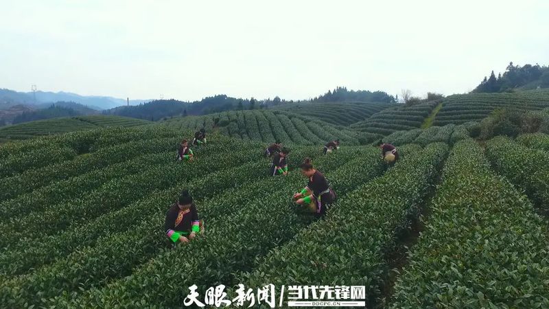 关于黔地春茶万顷，品茶、玩茶、看茶不亦乐乎的相关内容