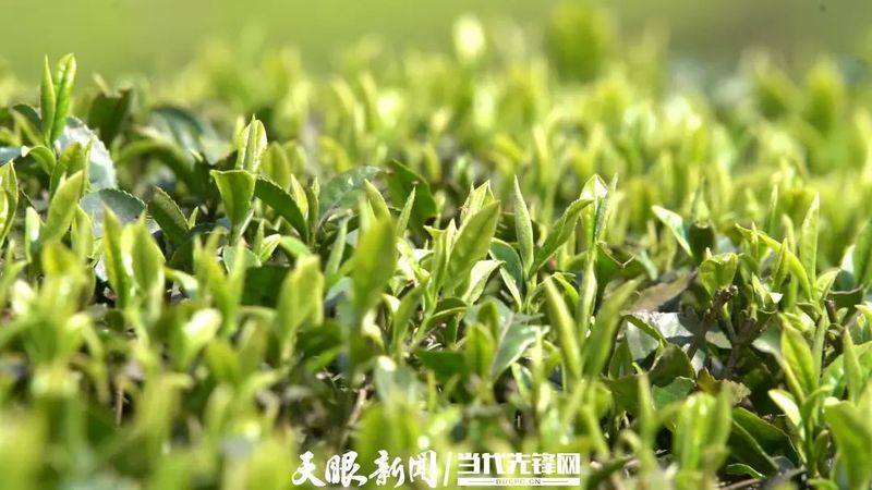 关于黔地春茶万顷，品茶、玩茶、看茶不亦乐乎的相关内容(1)