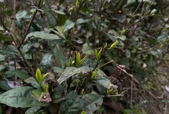 关于贵州麻江：春暖茶飘香 明前采茶忙的相关信息(2)