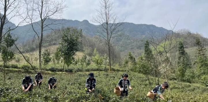 关于贵州麻江：春暖茶飘香 明前采茶忙的相关信息