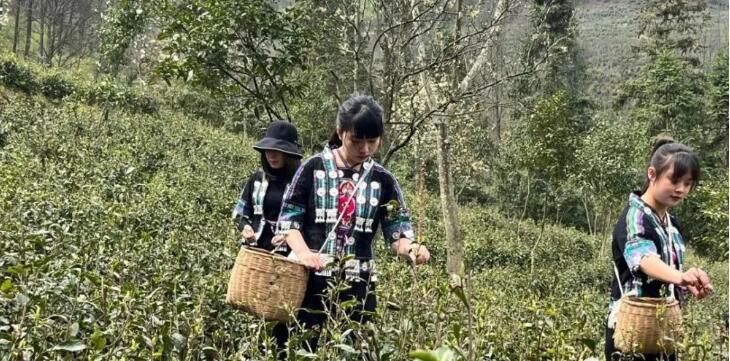 关于贵州麻江：春暖茶飘香 明前采茶忙的相关信息(1)