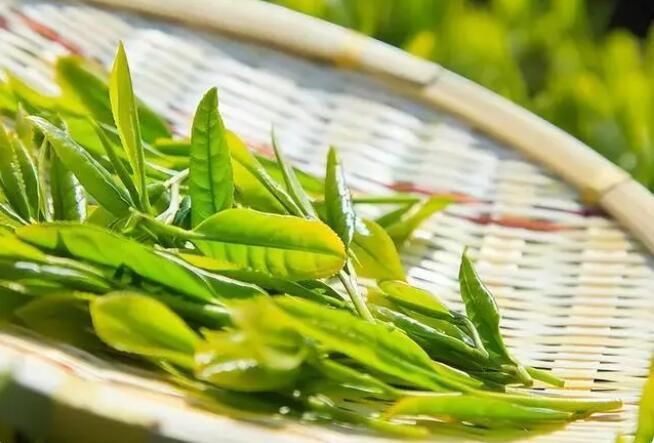 关于茶香四溢飘千里，消费帮扶助振兴的信息