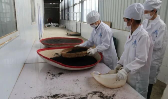 关于小湾镇：老茶企焕发新活力 走出共富新“茶道”的最新消息(2)