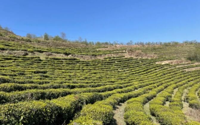 关于小湾镇：老茶企焕发新活力 走出共富新“茶道”的最新消息