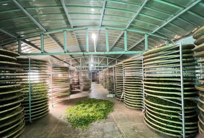 关于小湾镇：老茶企焕发新活力 走出共富新“茶道”的最新消息(1)