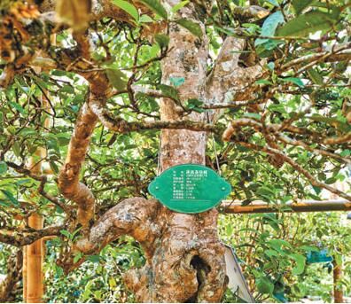 关于勐库镇 大山深处 茶香袅袅的相关内容