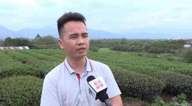 有关于岩茶采摘季 惠东这个千亩花海茶园“春茶”飘香的消息(3)