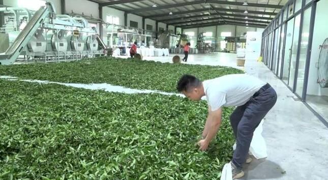 有关于岩茶采摘季 惠东这个千亩花海茶园“春茶”飘香的消息(5)