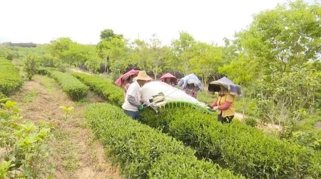 有关于岩茶采摘季 惠东这个千亩花海茶园“春茶”飘香的消息(1)
