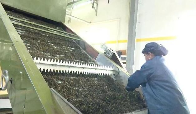 有关于岩茶采摘季 惠东这个千亩花海茶园“春茶”飘香的消息(6)