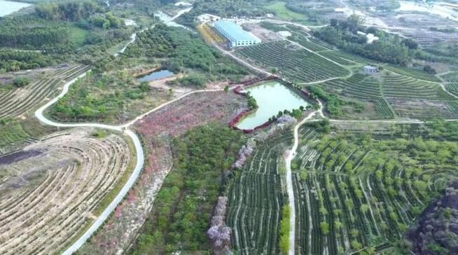 有关于岩茶采摘季 惠东这个千亩花海茶园“春茶”飘香的消息