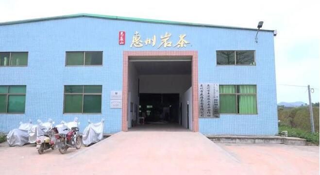 有关于岩茶采摘季 惠东这个千亩花海茶园“春茶”飘香的消息(4)