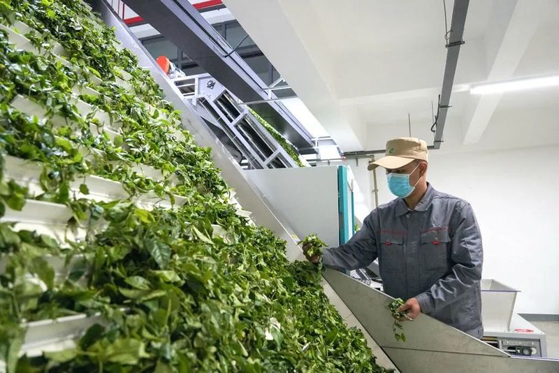 关于“智能制茶工”来到景迈山的相关内容
