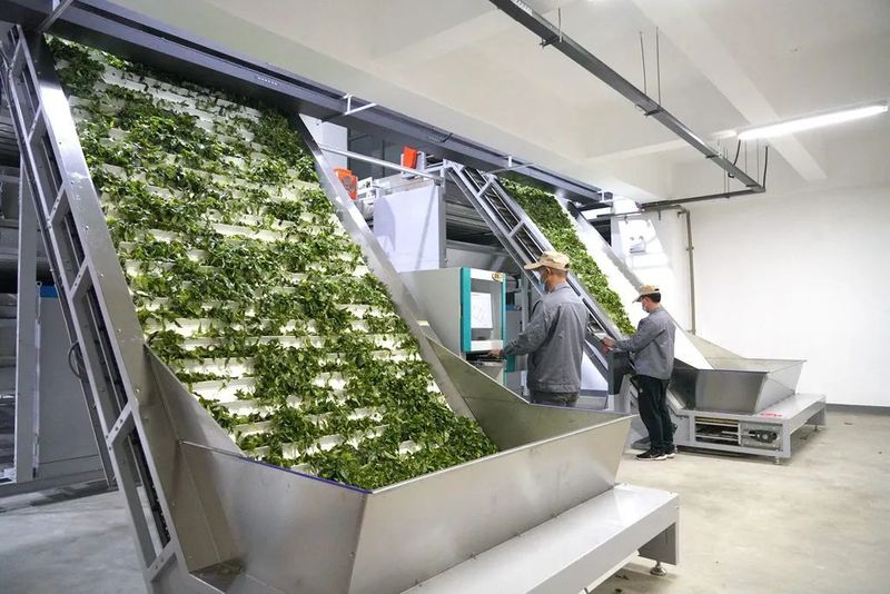 关于“智能制茶工”来到景迈山的相关内容(10)