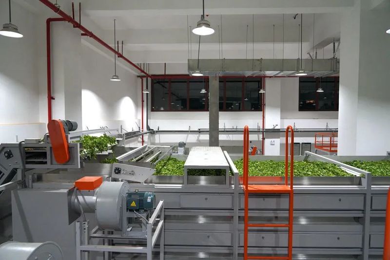 关于“智能制茶工”来到景迈山的相关内容(4)