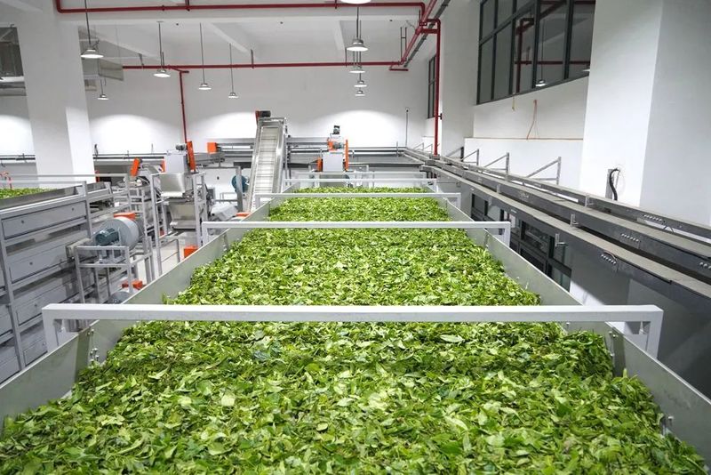 关于“智能制茶工”来到景迈山的相关内容(2)