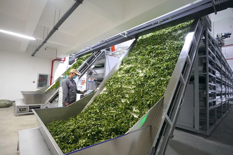 关于“智能制茶工”来到景迈山的相关内容(1)