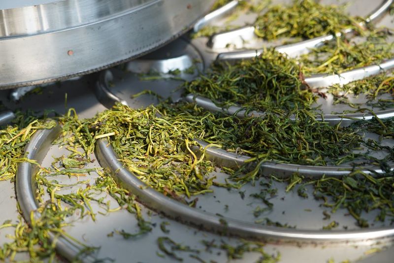 关于“智能制茶工”来到景迈山的相关内容(6)