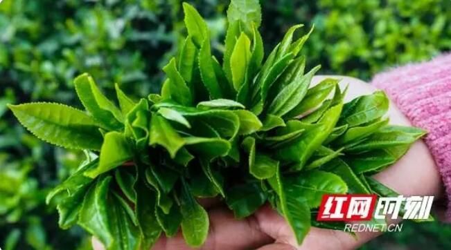 有关于南岳:谷雨时节茶飘香的相关内容(2)
