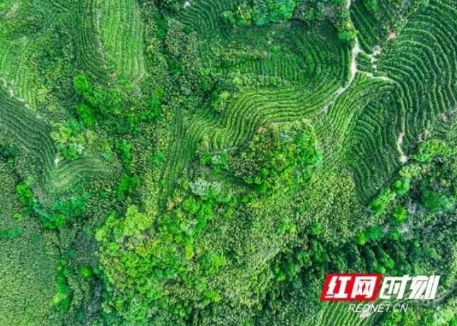 有关于南岳:谷雨时节茶飘香的相关内容
