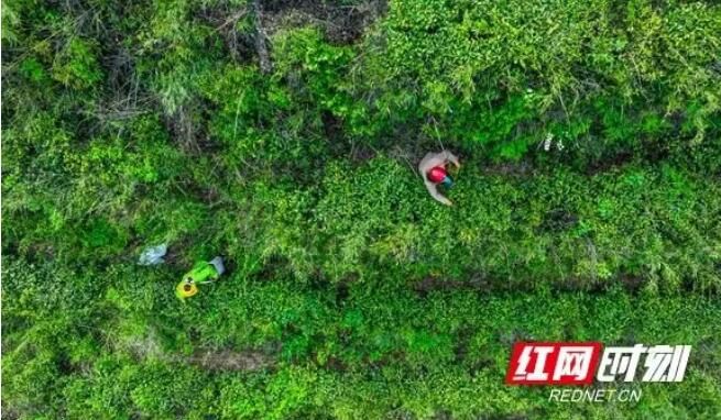 有关于南岳:谷雨时节茶飘香的相关内容(1)