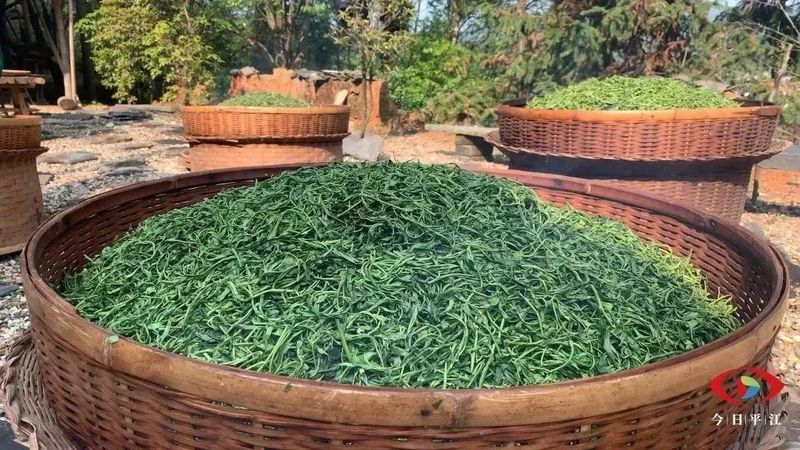 有关于平江：谷雨又将至，烟茶早飘香的消息(1)