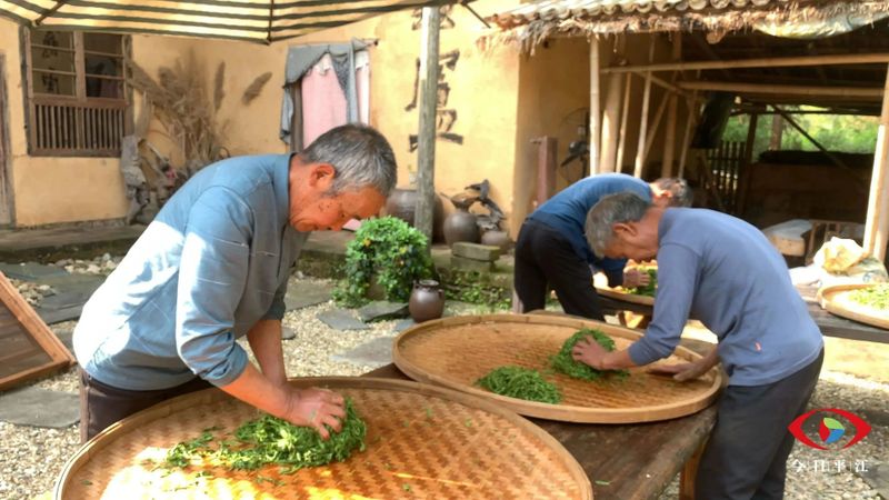 有关于平江：谷雨又将至，烟茶早飘香的消息