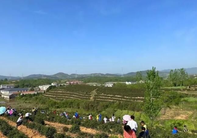 有关于新县陈店乡 不负春天好时光 茶乡学子采茶忙的新闻(3)