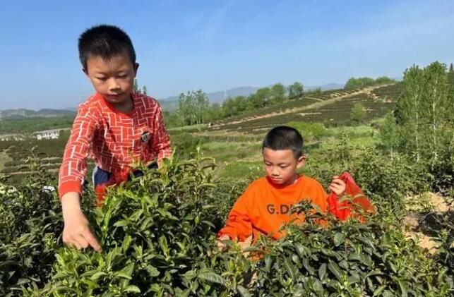 有关于新县陈店乡 不负春天好时光 茶乡学子采茶忙的新闻(1)