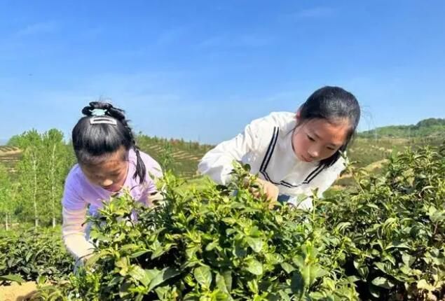 有关于新县陈店乡 不负春天好时光 茶乡学子采茶忙的新闻(2)