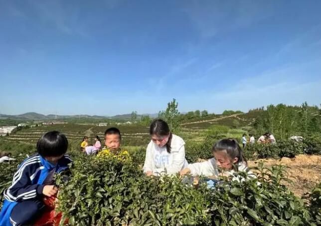 有关于新县陈店乡 不负春天好时光 茶乡学子采茶忙的新闻