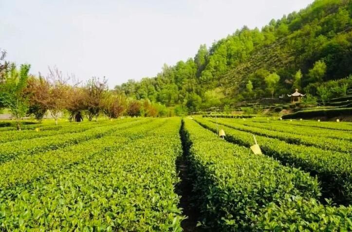 有关于第31届中国茶业科技年会，5个观摩点，亮点是啥？的信息(14)