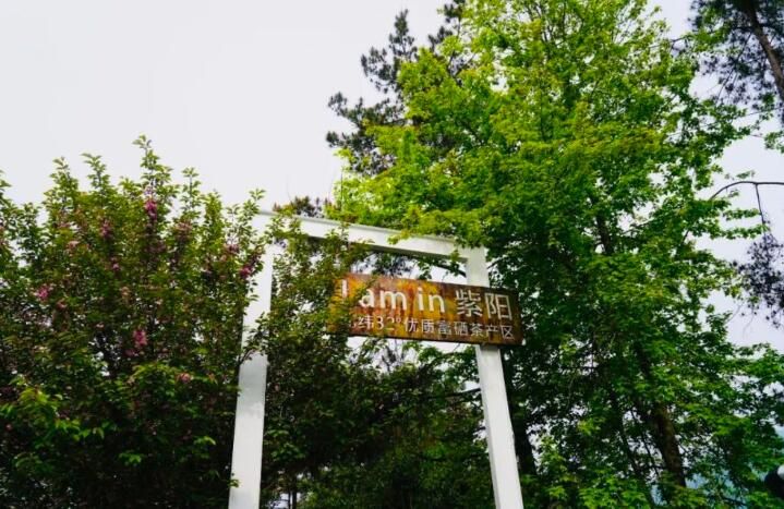 有关于第31届中国茶业科技年会，5个观摩点，亮点是啥？的信息(18)