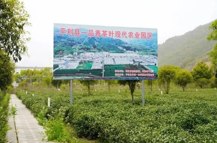 有关于第31届中国茶业科技年会，5个观摩点，亮点是啥？的信息(1)