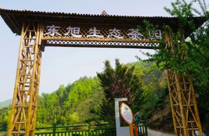 有关于第31届中国茶业科技年会，5个观摩点，亮点是啥？的信息(12)