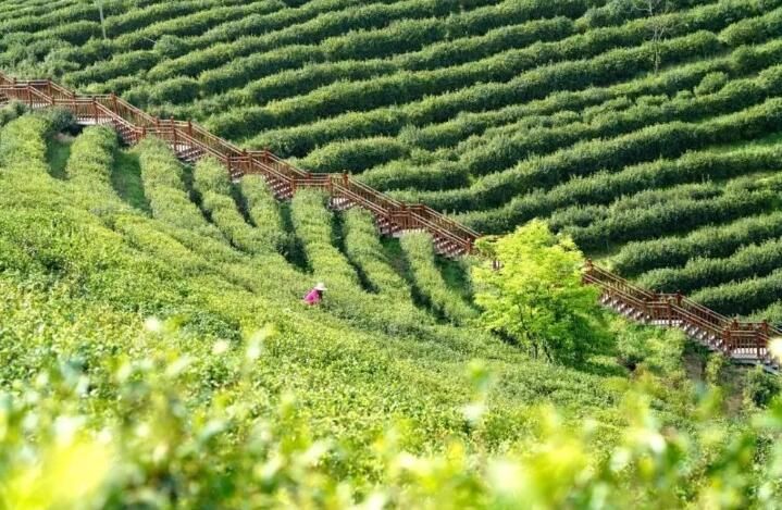 有关于第31届中国茶业科技年会，5个观摩点，亮点是啥？的信息(6)